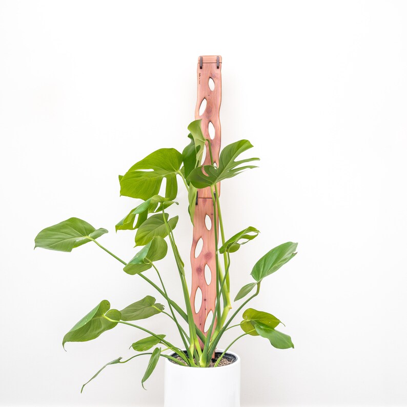May include: A Monstera plant with large, green leaves is supported by a wooden trellis. The trellis is a reddish-brown color and has oval-shaped cutouts. The plant is in a white pot against a white background.