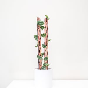 May include: A potted plant with green and white speckled leaves climbs a wooden trellis. The trellis is made of two vertical, reddish-brown posts with decorative cutouts. The plant is in a white cylindrical pot, set against a white background.