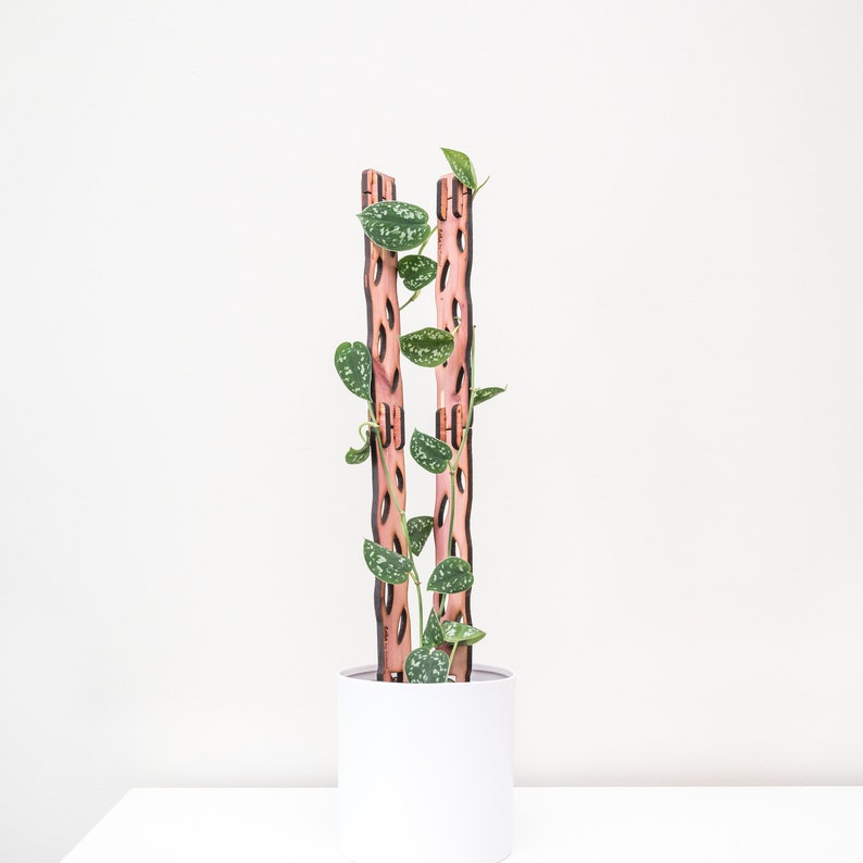 May include: A potted plant with green and white speckled leaves climbs a wooden trellis. The trellis is made of two vertical, reddish-brown posts with decorative cutouts. The plant is in a white cylindrical pot, set against a white background.
