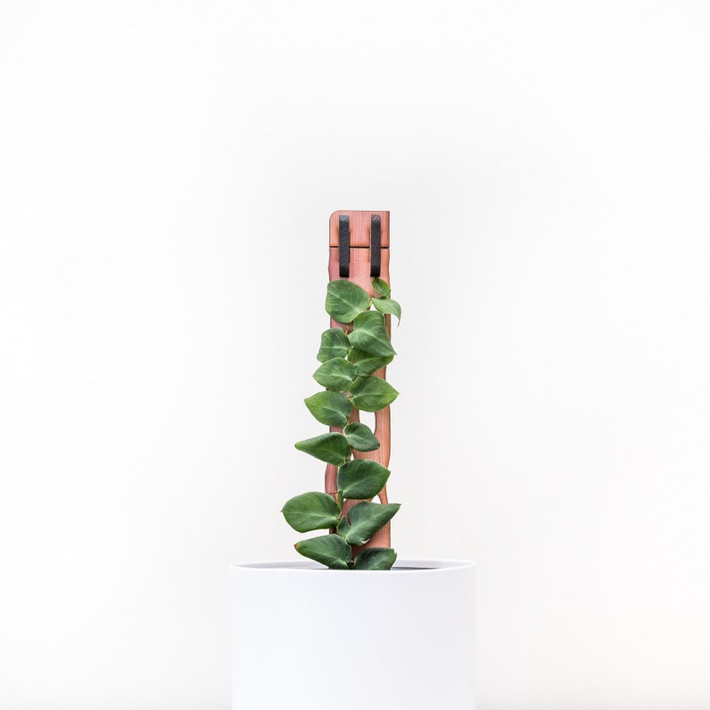 May include: A white ceramic pot with a climbing plant supported by a wooden trellis. The plant has small, green, oval-shaped leaves. The trellis is made of reddish-brown wood and has a rectangular shape.