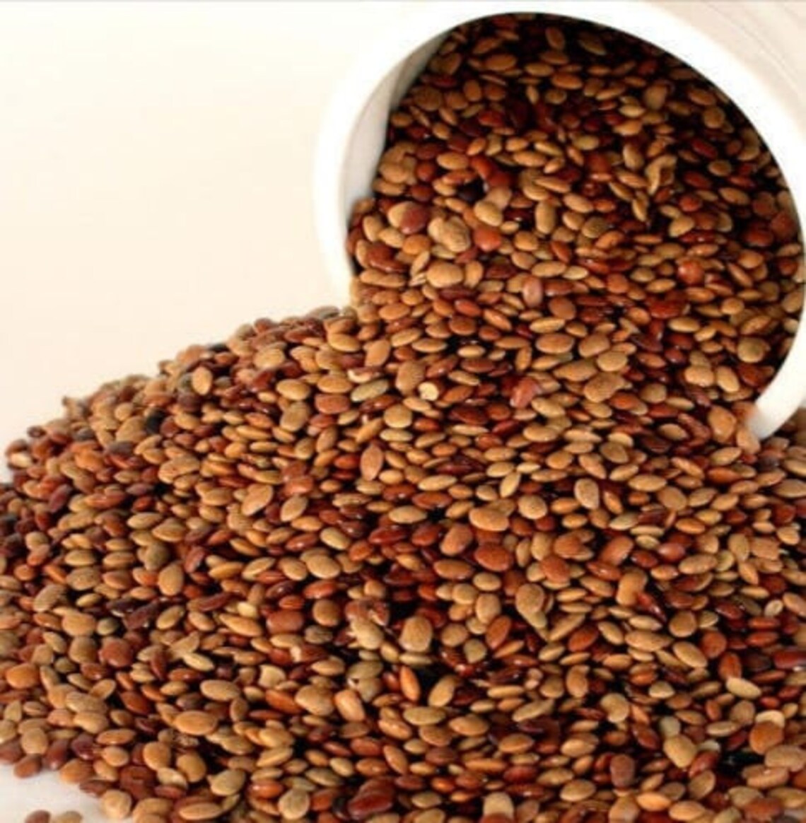 100 Organic Horse Gram Seed Kulthi Macrotyloma uniflorum Etsy