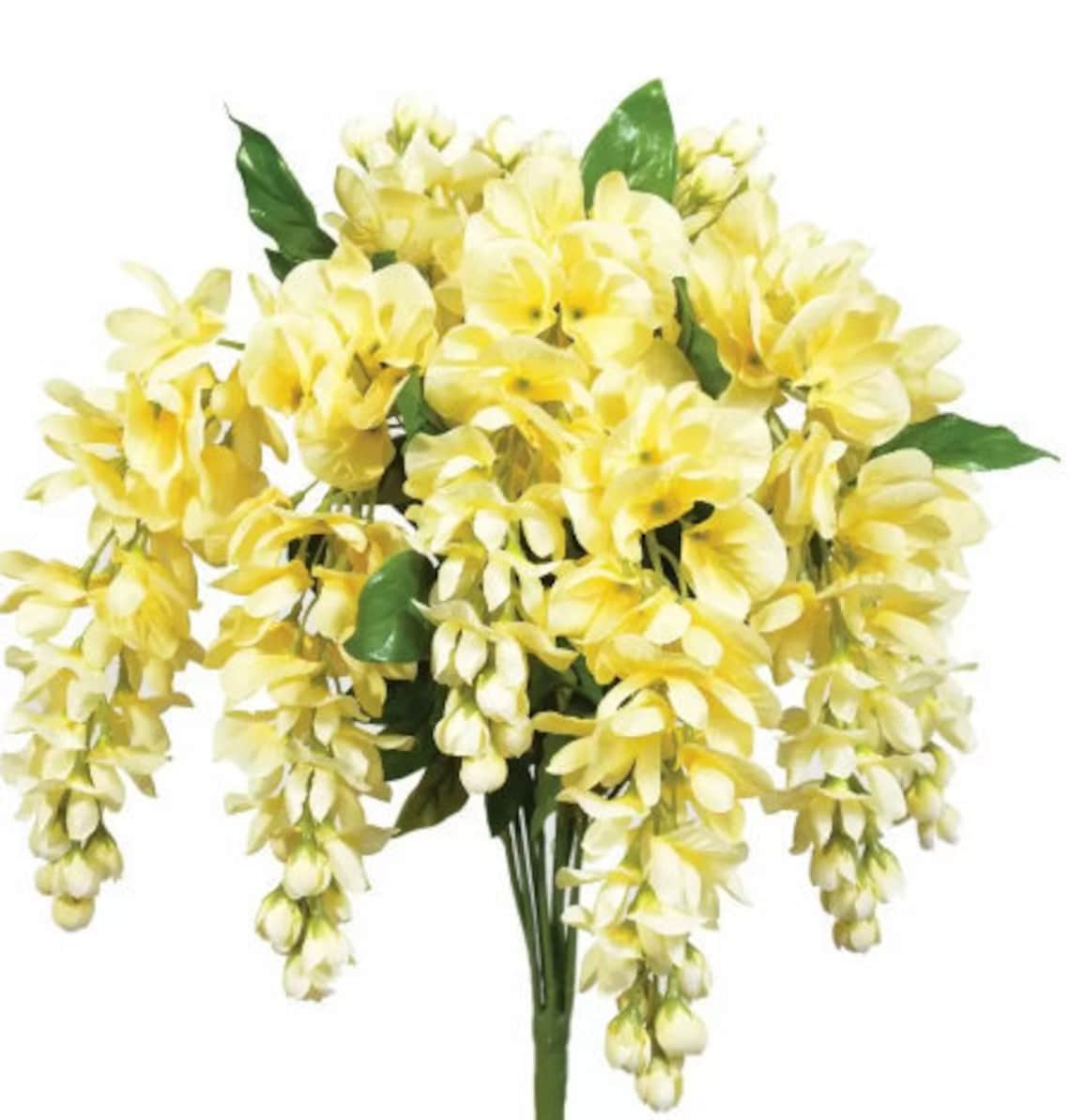 Yellow Hanging Wisteria Bush Hanging Yellow Flower Draping Etsy