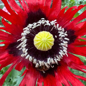 May include: Close-up of a vibrant red poppy flower with a dark center and a yellow pistil. The petals are a bright red, and the center has a dark maroon hue. White and cream-colored stamens surround the pistil. A bee is visible.