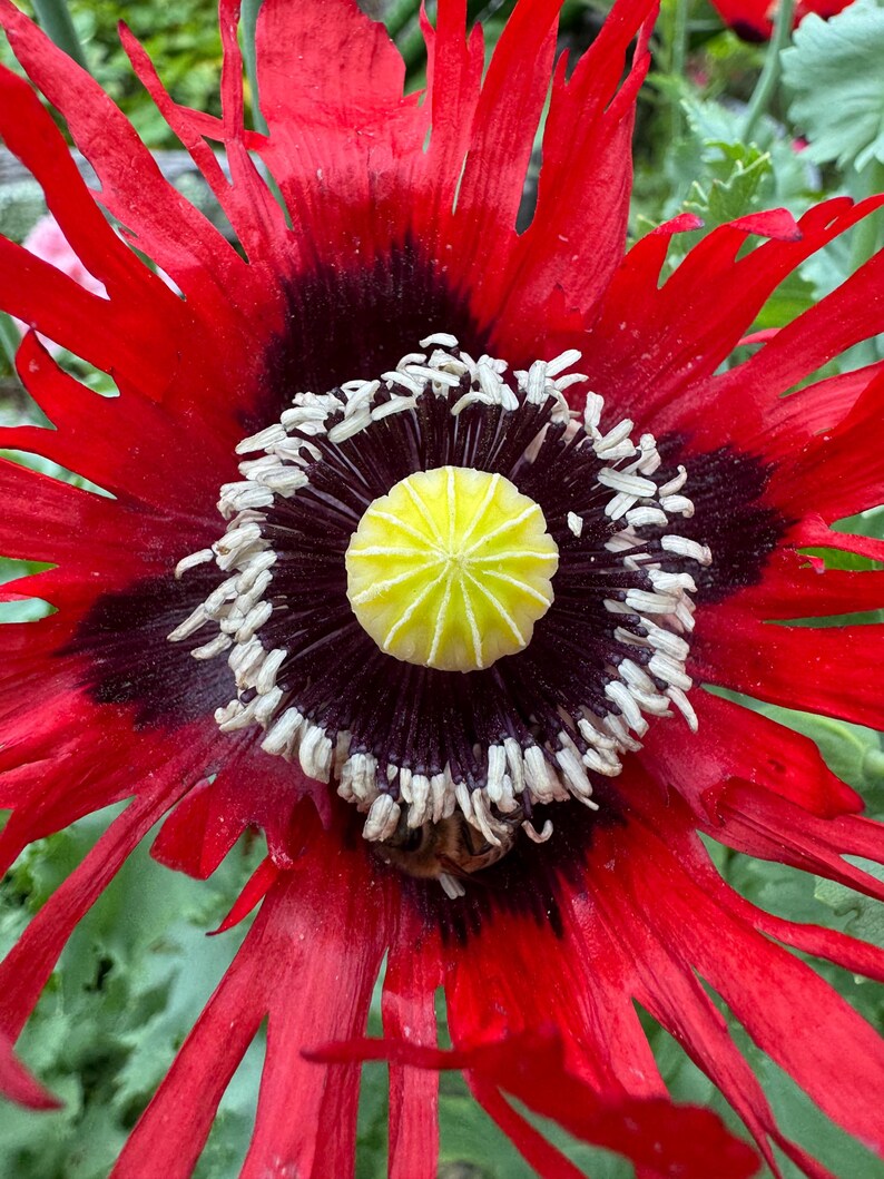 May include: Close-up of a vibrant red poppy flower with a dark center and a yellow pistil. The petals are a bright red, and the center has a dark maroon hue. White and cream-colored stamens surround the pistil. A bee is visible.