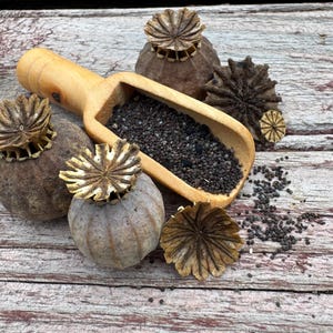 May include: A wooden scoop filled with black poppy seeds rests among several dried poppy seed pods and seed heads. The pods are a light brown color, and the seed heads have a delicate, star-like appearance. The background is a weathered wooden surface.