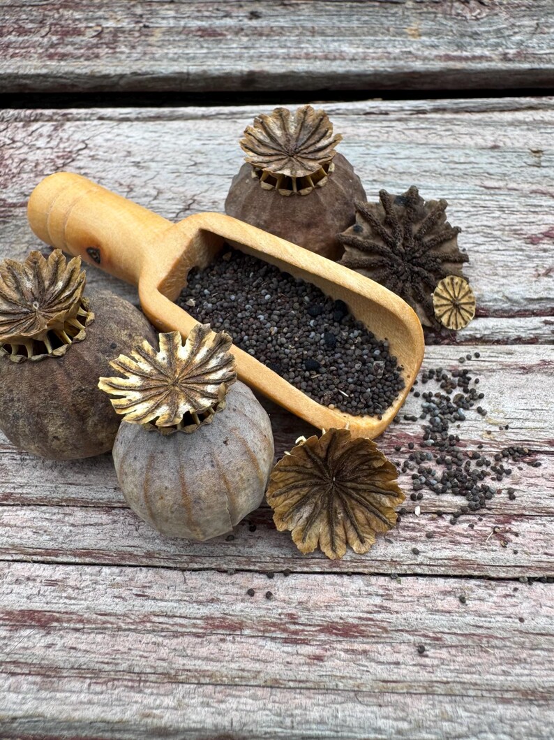 May include: A wooden scoop filled with black poppy seeds rests among several dried poppy seed pods and seed heads. The pods are a light brown color, and the seed heads have a delicate, star-like appearance. The background is a weathered wooden surface.