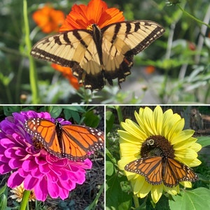 May include: A collage of three images featuring butterflies and flowers. The top image shows a yellow and brown butterfly with black stripes on a red and orange flower. The middle image shows a bright orange butterfly with black markings on a pink flower. The bottom image shows a yellow sunflower with a brown centre and a smaller orange butterfly with black markings.