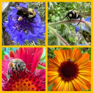 May include: A collage of four images showing close-up views of different flowers and bees. The top left image features a blue flower with a bee on it. The top right image shows a green plant with a bee on it. The bottom left image shows a red flower with a bee on it. The bottom right image shows a yellow flower with a bee on it.
