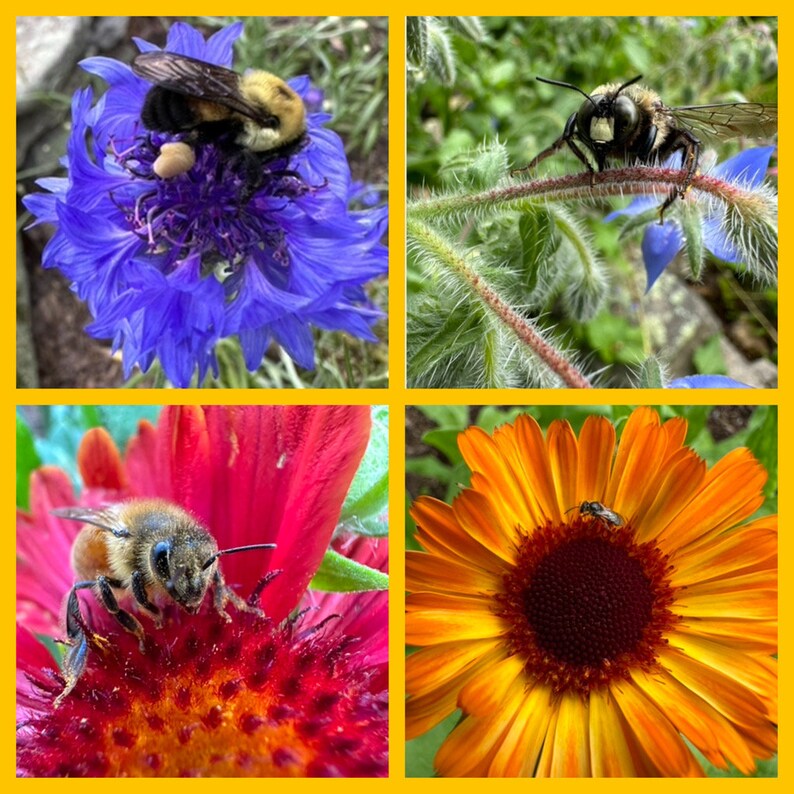 May include: A collage of four images showing close-up views of different flowers and bees. The top left image features a blue flower with a bee on it. The top right image shows a green plant with a bee on it. The bottom left image shows a red flower with a bee on it. The bottom right image shows a yellow flower with a bee on it.