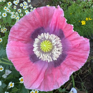 May include: A close-up of a large, pink poppy flower with a dark purple center and a light green center. The petals are ruffled and delicate. White and yellow daisies are in the background.