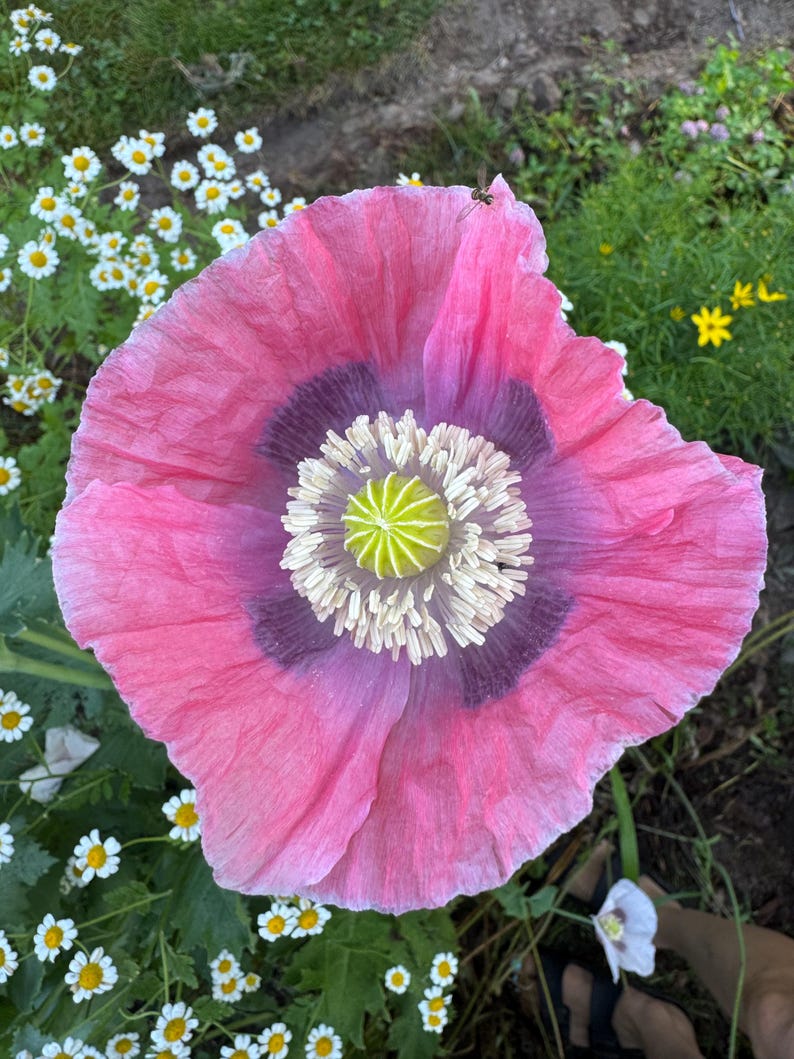 May include: A close-up of a large, pink poppy flower with a dark purple center and a light green center. The petals are ruffled and delicate. White and yellow daisies are in the background.