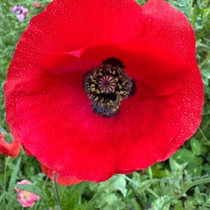 May include: A vibrant red poppy flower with a dark center, covered in water droplets. The petals are large and delicate, with a textured surface. The flower is surrounded by green foliage.