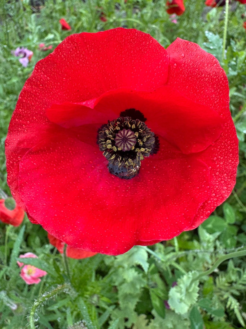 May include: A vibrant red poppy flower with a dark center, covered in water droplets. The petals are large and delicate, with a textured surface. The flower is surrounded by green foliage.