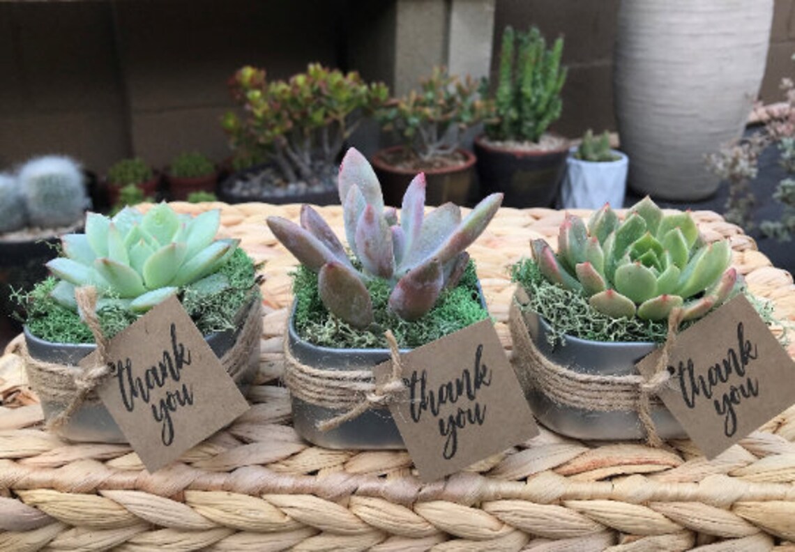 DIY Succulent Kit Wedding Favors Party Favors Group Gift Etsy
