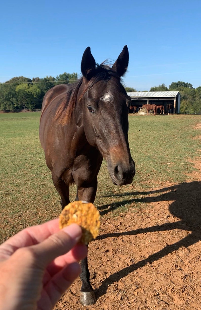Miss Bella's Biscuits Gourmet Horse Treats Strawberry Flavor, Pony Treats, Horse Training
