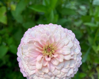 Semillas de zinnia de mezcla de variedades raras no transgénicas: plantas cultivadas orgánicamente y cosechadas a mano, provenientes de variedades parentales Dawn Creek y Floret. HALLAZGO EXCEPCIONAL.