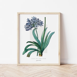 Lily of the Nile Printable Botanical | Outline Vintage Watercolour Print | Minimalistic Art | Floral Watercolour Poster | Home Decor