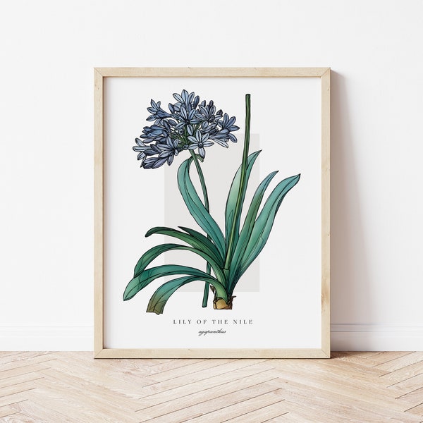 Lily of the Nile Printable Botanical | Outline Vintage Watercolour Print | Minimalistic Art | Floral Watercolour Poster | Home Decor