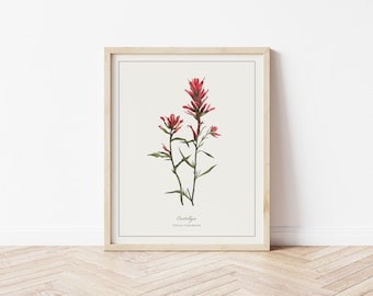 Indian Paintbrush Botanical Illustration | Digital Plant Artwork | Minimalistic Art | Printable Floral Watercolour Print | Home Decor