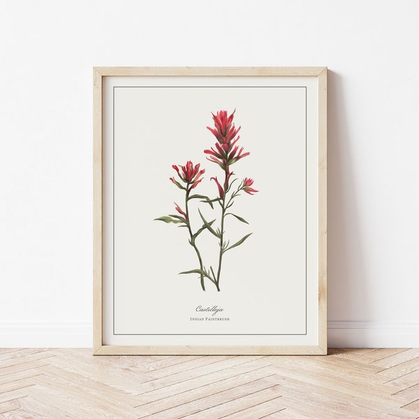 Indian Paintbrush Botanical Illustration | Digital Plant Artwork | Minimalistic Art | Printable Floral Watercolour Print | Home Decor