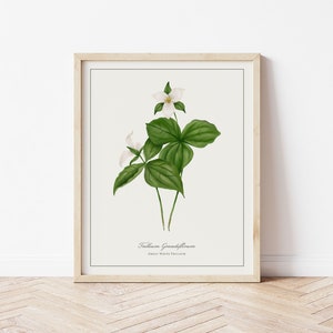 Great White Trillium Botanical Illustration | Digital Plant Artwork | Minimalistic Art | Printable Floral Watercolour Print | Home Decor