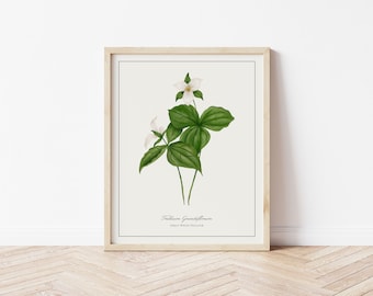 Great White Trillium Botanical Illustration | Digital Plant Artwork | Minimalistic Art | Printable Floral Watercolour Print | Home Decor