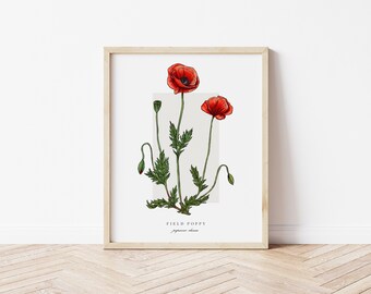 Field Poppy Printable Botanical | Outline Vintage Watercolour Print | Minimalistic Art | Floral Watercolour Poster | Home Decor
