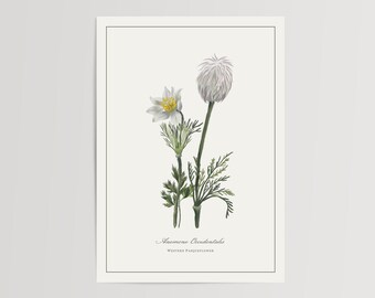 Western Pasqueflower Print | Printed and Shipped Illustration | Floral Watercolour Home Decor