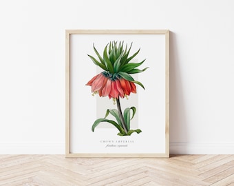 Crown Imperial Printable Botanical | Outline Vintage Watercolour Print | Minimalistic Art | Floral Watercolour Poster | Home Decor