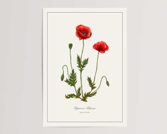 Poppy Botanical Print, Vintage Hallway Wall Art, Cottagecore Decor