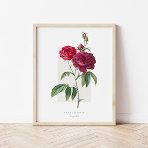 French Rose Printable Botanical | Outline Vintage Watercolour Print | Minimalistic Art | Floral Watercolour Poster | Home Decor