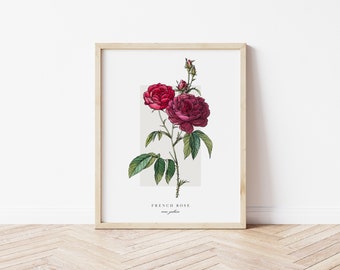 French Rose Printable Botanical | Outline Vintage Watercolour Print | Minimalistic Art | Floral Watercolour Poster | Home Decor