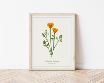 California Poppy Botanical Illustration | Digital Plant Artwork | Minimalistic Art | Printable Floral Watercolour Print | Home Decor