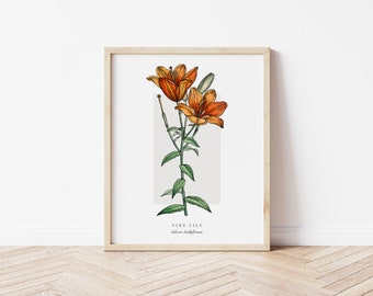 Fire Lily Printable Botanical | Outline Vintage Watercolour Print | Minimalistic Art | Floral Watercolour Poster | Home Decor