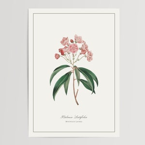 Mountain Laurel Print | Printed and Shipped Illustration | Floral Watercolour Home Decor