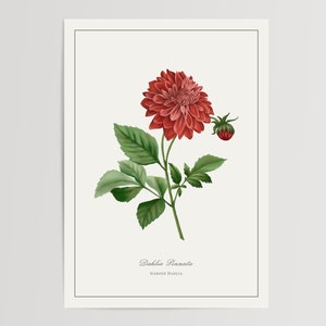 Impressão da dália do jardim | Ilustração Impressa e Enviada | Decoração floral em aquarela