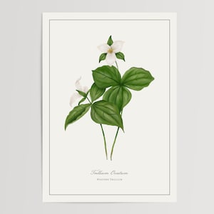 Westelijke Trilliumdruk | Gedrukte en verzonden illustratie | Bloemen aquarel Home Decor