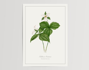 Könnte beinhalten: Eine botanische Illustration einer weißen Trillium Ovatum Blume mit grünen Blättern. Der Text "Trillium Ovatum" und "Western Trillium" ist unter der Blume gedruckt.