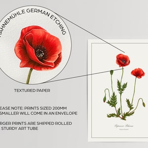 Poppy Botanical Print close-up, magnified red poppy blossom and paper texture on Hahnemuhle etching stock, velvety matte