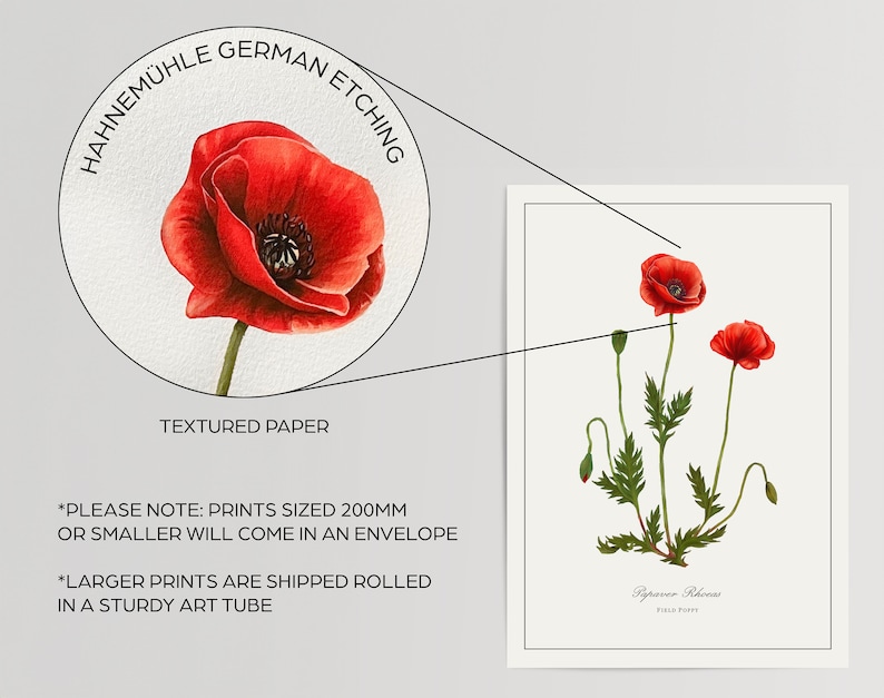 Poppy Botanical Print close-up, magnified red poppy blossom and paper texture on Hahnemuhle etching stock, velvety matte