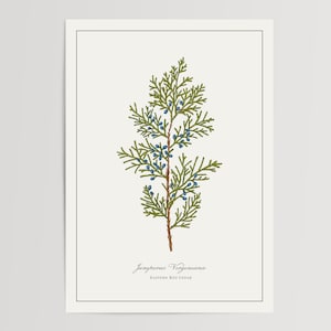Impression de cèdre rouge de l'Est | Illustration imprimée et envoyée | Décoration florale à l'aquarelle