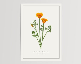 California Poppy Botanical Print | Printed and Shipped Illustration | Floral Watercolour Home Decor