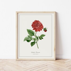 Garden Dahlia Botanical Illustration | Digital Plant Artwork | Minimalistic Simple Art | Printable Floral Watercolour Print | Home Decor