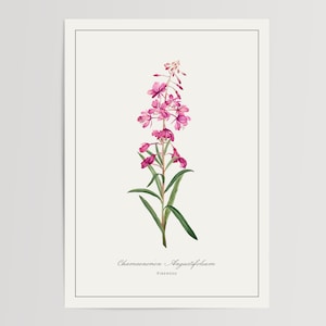 Impression d'épilobe | Illustration imprimée et envoyée | Décoration florale à l'aquarelle