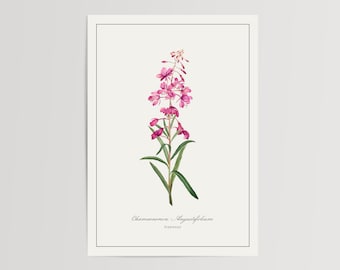 Fireweed Print / Ilustración impresa y enviada / Decoración floral para el hogar con acuarela