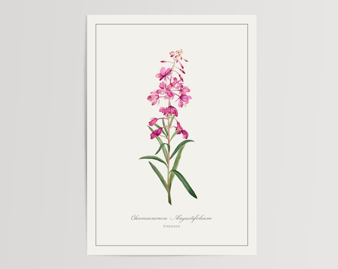 Fireweed Print | Printed and Shipped Illustration | Floral Watercolour Home Decor