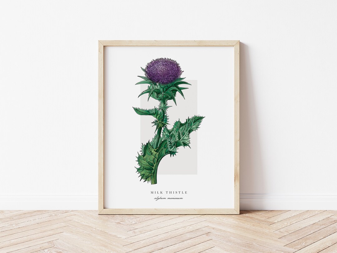 Milk Thistle Printable Botanical | Outline Vintage Watercolour Print ...