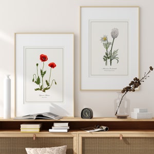 Poppy Botanical Print paired with a wildflower botanical print, cottagecore flower art above a wooden console shelf