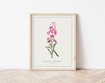 Fireweed Botanical Illustration | Digital Plant Artwork | Minimalistic Art | Printable Floral Watercolour Print | Home Decor