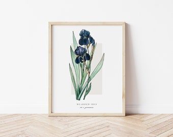 Bearded Iris Printable Botanical | Outline Vintage Watercolour Print | Minimalistic Art | Floral Watercolour Poster | Home Decor